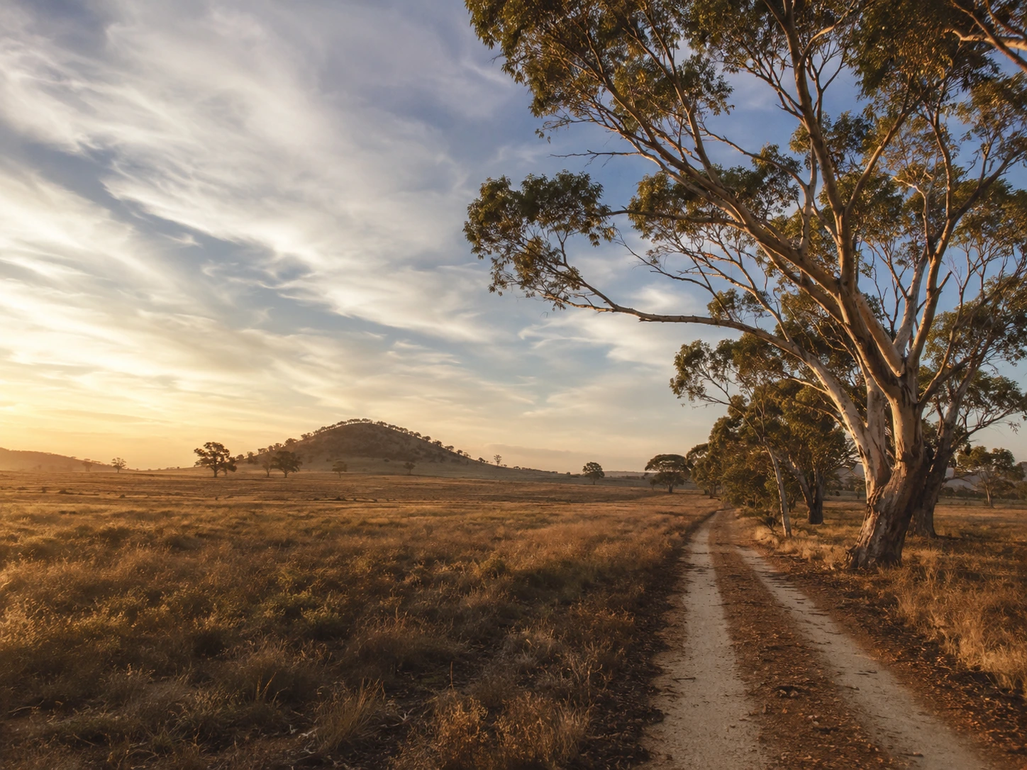Open Australian landscape with gum trees and a quiet country track